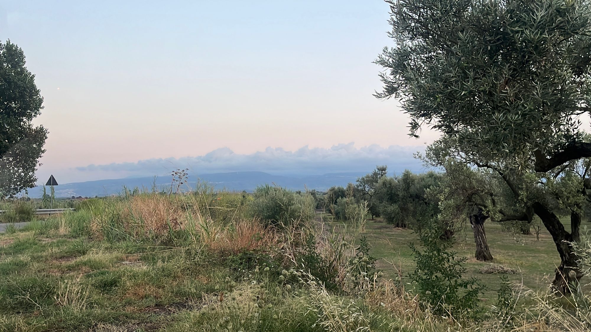 Gaj oliwny o zmierzchu, pastelowe niebo nad wzgórzami